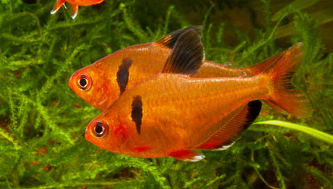 Tetra Serpae