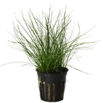 Eleocharis Parvula