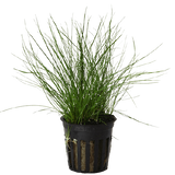 Eleocharis Parvula