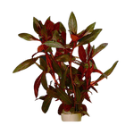 Ludwigia Glandulosa