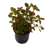 Ludwigia Sp Red Mini