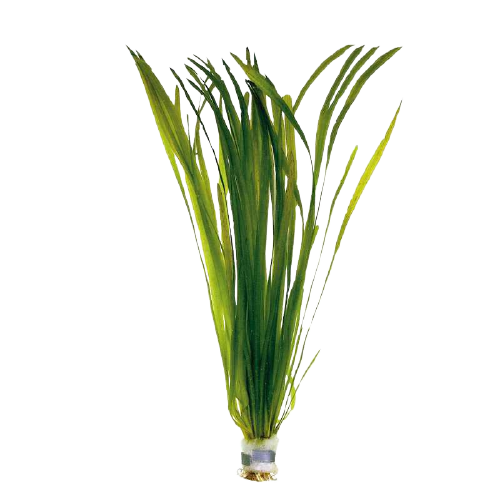 flor de la vallisneria americana