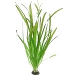 Vallisneria Gigante