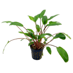 Cryptocoryne Cordata