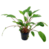 Cryptocoryne Cordata