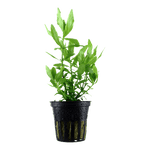 Hygrophila Polysperma Green