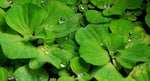 Pistia Stratiotes