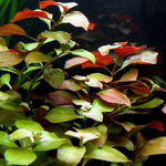 Ludwigia  Repens