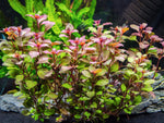 Ludwigia Sp Red Mini