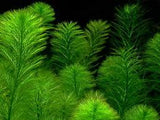 Myriophyllum Aquaticum