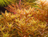 Rotala Rotundifolia