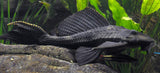 Plecostomus común