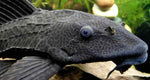 Plecostomus común