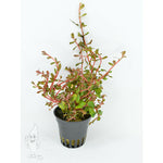 Rotala H'ra