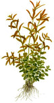 Rotala Rotundifolia