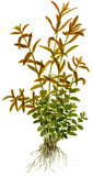 Rotala Rotundifolia