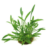 Cryptocoryne Parva