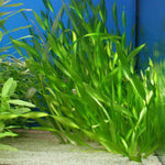 Vallisneria Americana