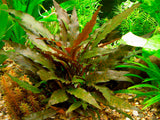 Cryptocoryne Wendtii Brown